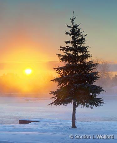 Sunrise Pine_05093v2.jpg - Photographed along the Rideau Canal Waterway at Smiths Falls, Ontario, Canada.